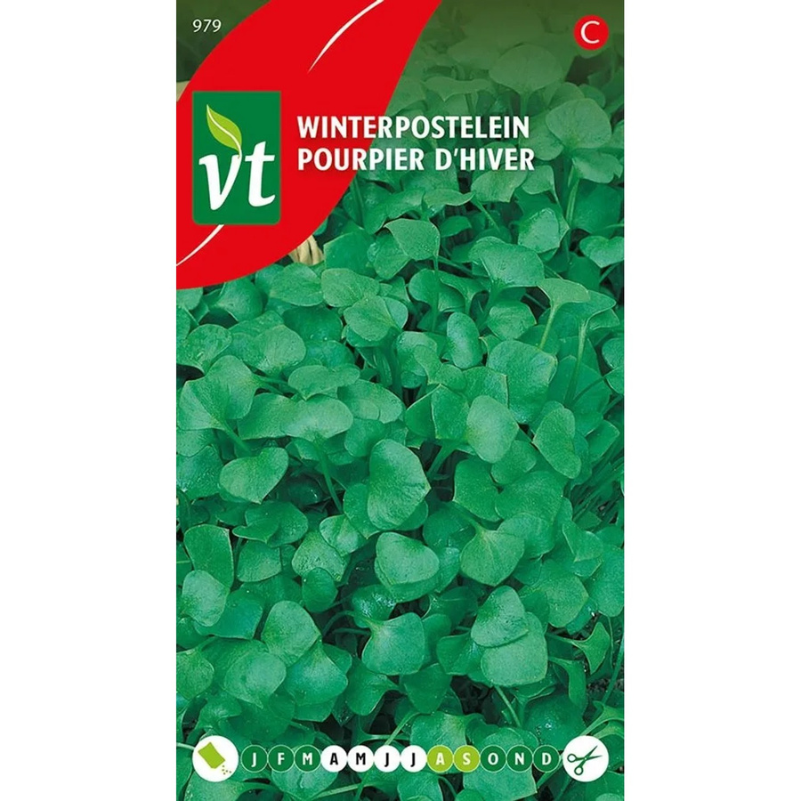 Arborix Winterportulak Samen, 0,75 g, reich an Vitamin C - Bild 2