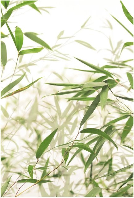 Komar Wandbild Bamboo Leaves Green, B/H: 50 x 70 cm - Bild 1