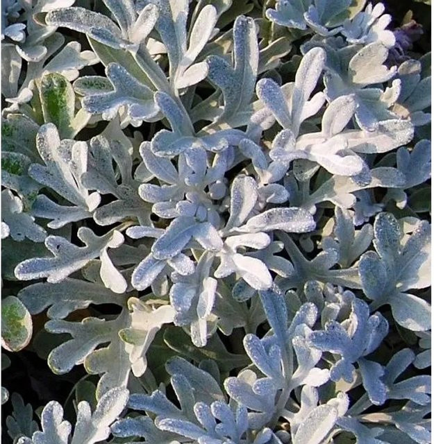 Artemisia stelleriana Gabelblatt Boughton Silver als pfarrbare Bodendecker-Pflanze - Bild 1