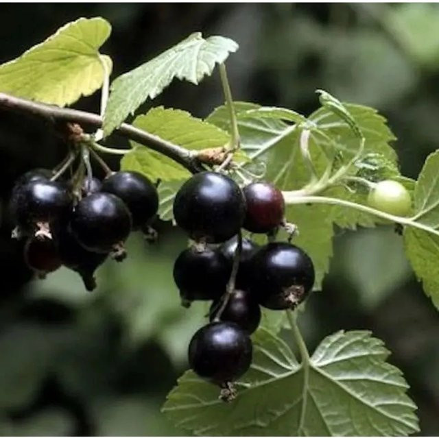 Schwarze Johannisbeere Ben Sarek Ribes nigrum Beerenstrauch von Nr-01.de - Bild 1