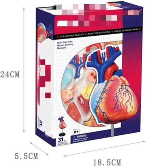 4D Meister Puzzle Menschlicher Körper Organ, Anatomisches Modell, ab 14 Jahre - Bild 1