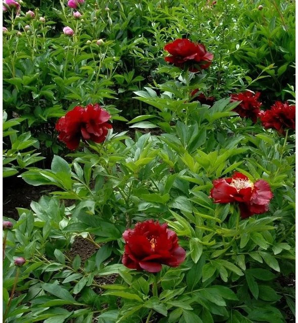 Rote Strauchpfingstrose Paeonia suffruticosa von Die Nr-01.de - Bild 1