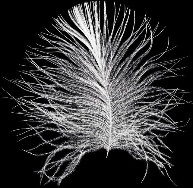 Komar Wandbild Feather Paper Poster in Schwarz Weiß, Breite: 50 cm, Höhe: 70 cm - Bild 1