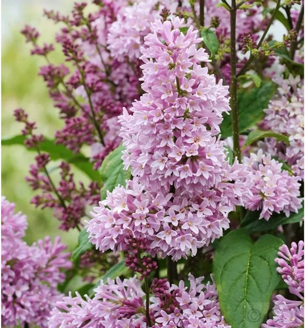 Edelflieder Minuet Syringa hyacinthiflora Kircher-Collection in Weiß und Violett - Bild 1
