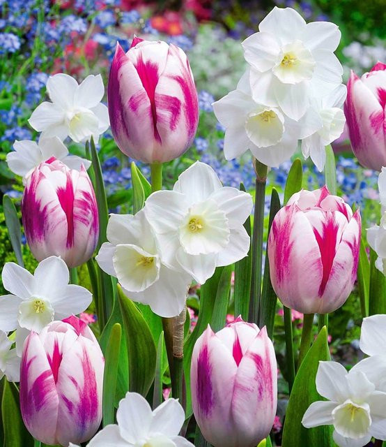 Blumenzwiebel-Mix Butterfly Kisses - Bild 1