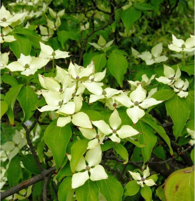 Chinesischer Blumen-Hartriegel Nicole Cornus kousa als weiß blühender Strauch für den Garten, Höhe: 40-60 cm - Bild 1