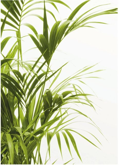 Komar Wandbild Reed Leaves Paper Poster B: 30 cm, H: 40 cm - Bild 1