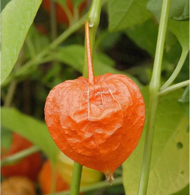 Physalis alkekengi Lampionblume orange Gartenstaude von Nr-01.de - Bild 1