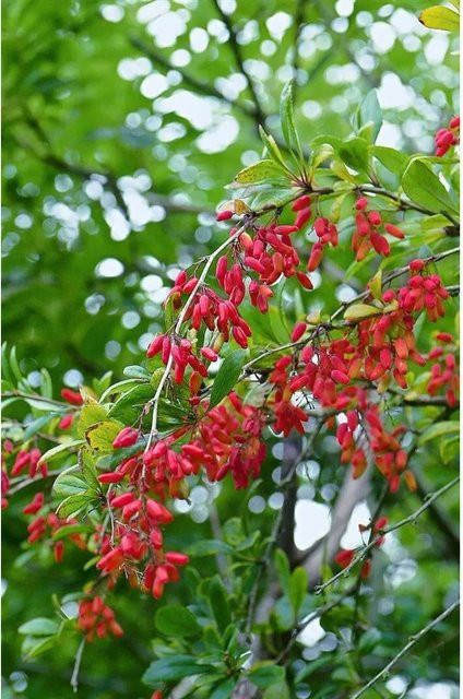 Berberis vulgaris Heckenpflanze als Zierstrauch in Gelb, Rot und Orange, Höhe: 30 cm - Bild 1