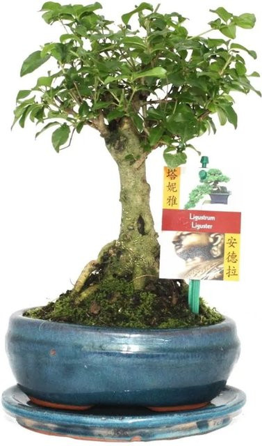 Exotenherz Bonsai Chinesischer Liguster Ligustrum Sinensis in Kugelform mit grünem Laub im Keramiktopf - Bild 1