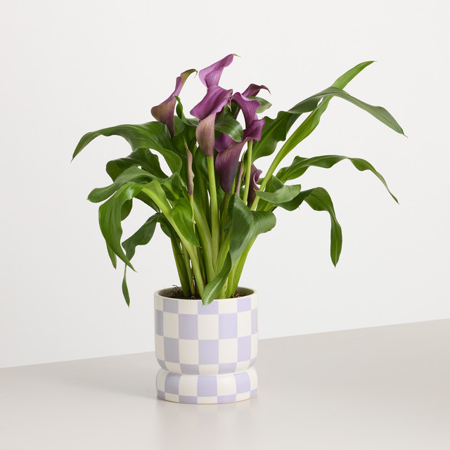 Calla Caro Zantedeschia in Keramik-Übertopf, Pink/Purple, BLUME2000 - Bild 1