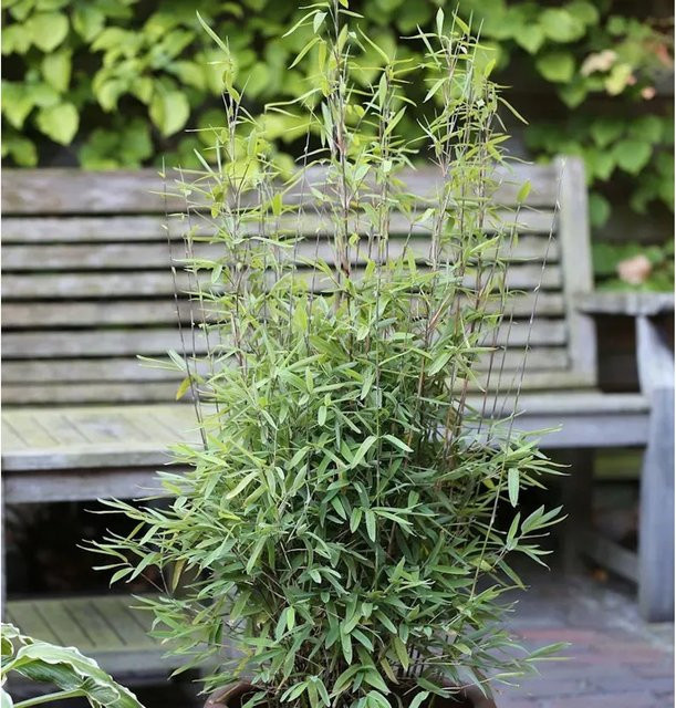 Fargesia nitida Gartenbambus Volcano in Grün, Höhe: 100-125 cm - Bild 1