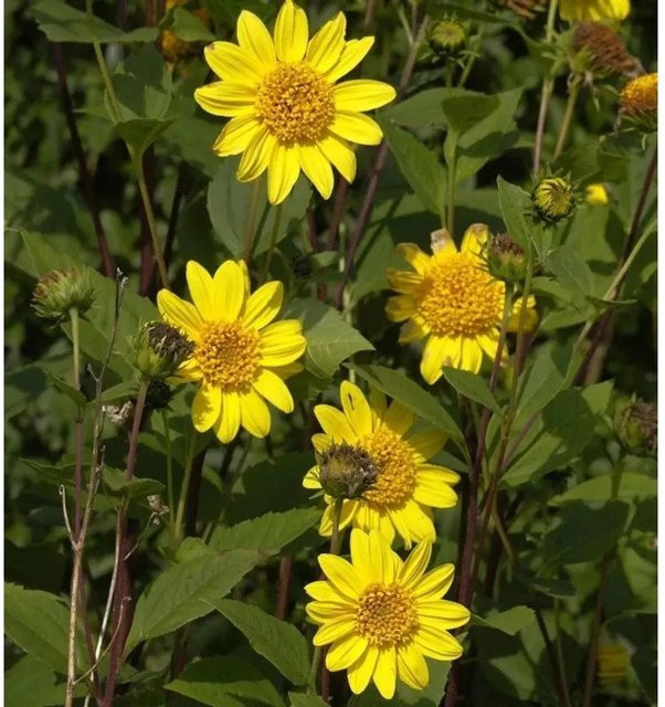 Sonnenblume Meteor Helianthus decapetalus gelbe Staude für den Außenbereich - Bild 1