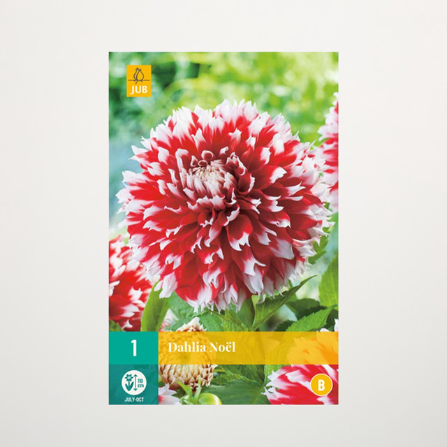 Dahlie Noel Knolle von BLUME2000 - Bild 1