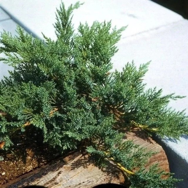 Mooswacholder Rockery Gem Juniperus sabina grüner Bodendecker für den Garten - Bild 1
