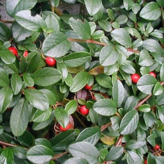 Arborix Teppichmispel Cotoneaster dammeri als Bodendecker im Container mit dunkelgrünem Laub - Bild 1