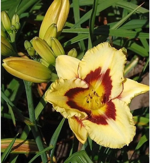Taglilie El Desperado Hemerocallis cultorum als mehrjährige Staudenpflanze für Beet und Schnittblumen - Bild 1