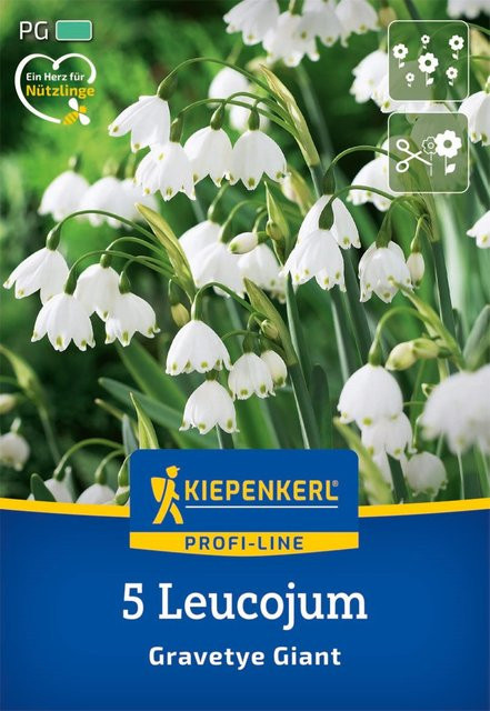 Sommerknotenblume Gravetye Giant in Weiß, 5 Zwiebeln von Mein schöner Garten Shop - Bild 1