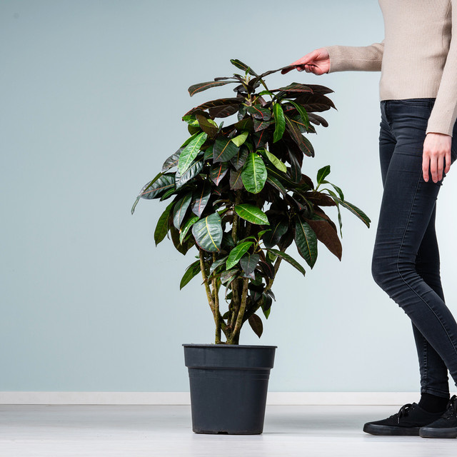 Codiaeum Wunderstrauch Petra XL von BLUME2000 mit buntem Laub in Grün, Gelb, Orange und Rot - Bild 1