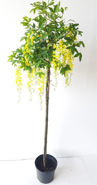 Pflanzen-Boering Goldregen Laburnum Watereri Vossii Stämmchen mit goldgelber Blüte, Gesamthöhe: 170-180 cm, Stammhöhe: 125 cm - Bild 1