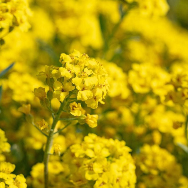 Gelbes Berg-Steinkraut Alyssum Berggold als winterharte Staude von Mein schöner Garten Shop - Bild 1