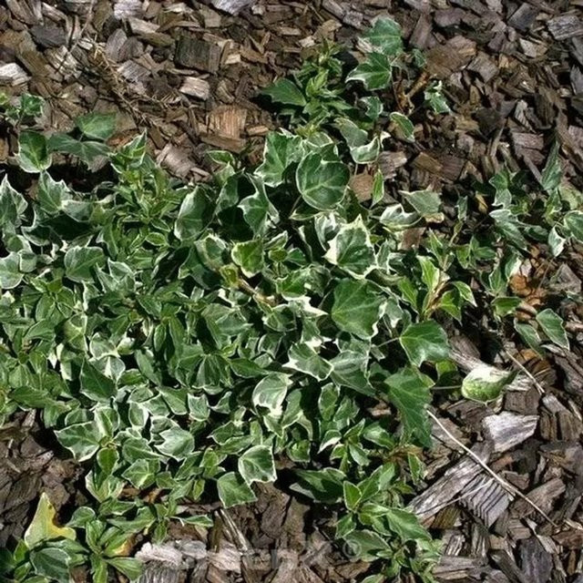 10er Set Efeu Little Diamond Hedera helix als Bodendecker und Fassadenbegrünung, Grün, Topfgröße 10-15 cm - Bild 1