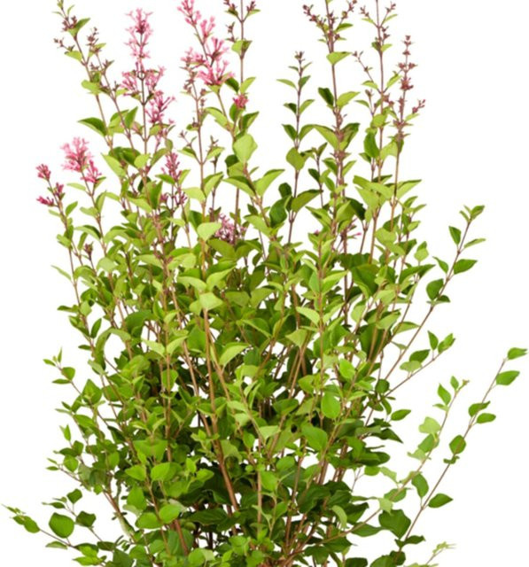 Zwerg-Edelflieder Bloomerang Dark Purple in Violett von Mein schöner Garten Shop - Bild 1