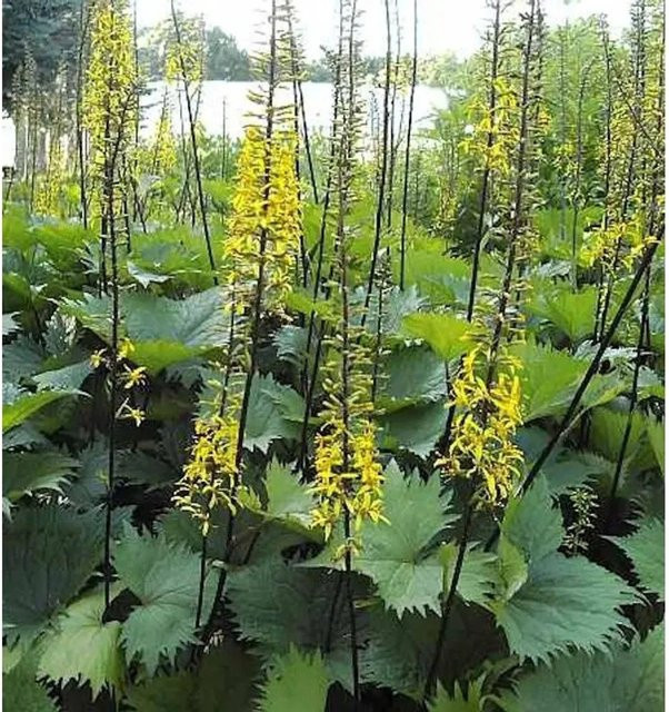 Ligularia hybrid Kreuzkraut The Rocket gelbe Staude für Uferzonen und Gehölzränder - Bild 1