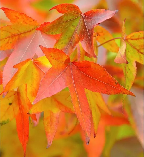 Amerikanischer Amberbaum Fame Forever Liquidambar styraciflua, Höhe: 125-150 cm, mehrfarbig - Bild 1