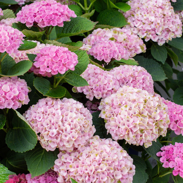 Bauernhortensie Magical Four Seasons Jewel rosa von Mein schöner Garten Shop - Bild 1