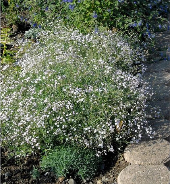 Teppich Schleierkraut Compacta Plena Gypsophila repens weiß Bodendecker - Bild 1