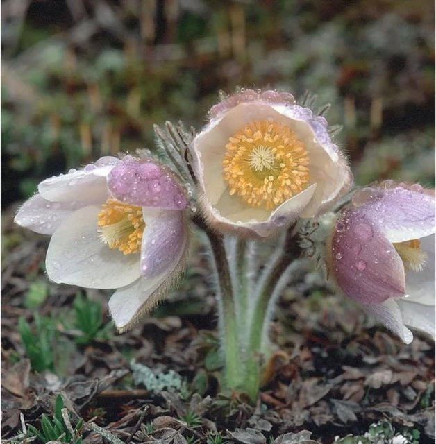 Küchenschelle Perlen Glocke Pulsatilla vulgaris gelb und weiß als mehrjährige Pflanze für Steingärten und Kübel - Bild 1