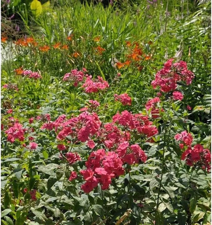 Phlox Paniculata Hohe Flammenblume Flamingo in Pink von Nr-01.de als Beetpflanze und Schnittblume