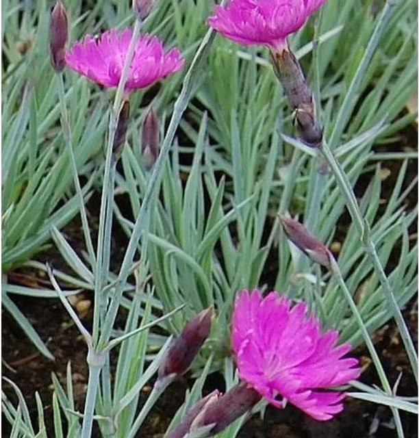 Pfingstnelke Feuerhexe Dianthus gratianopolitanus pink als mehrjährige Staude und Bodendecker für Steingarten oder Naturgarten - Bild 1