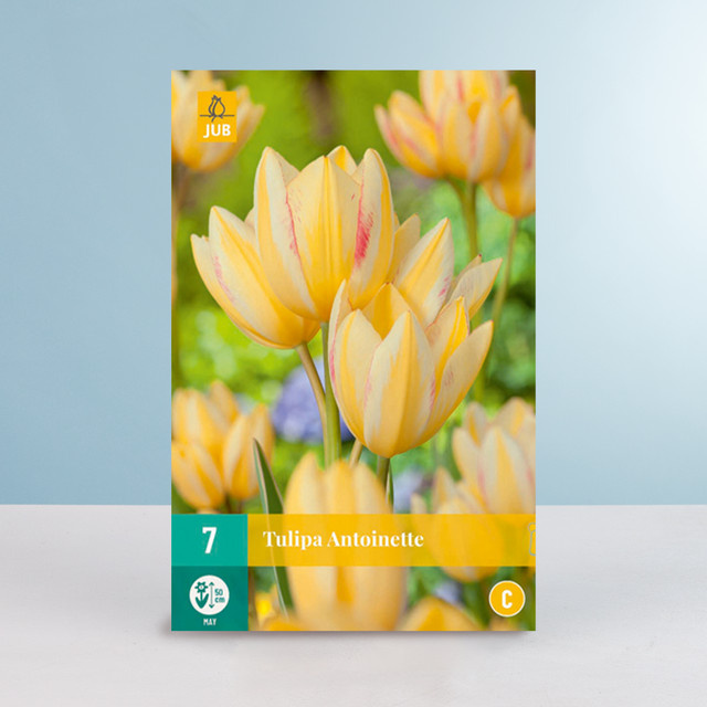 Mehrblütige Tulpe Antoinette von BLUME2000 mit 7 Zwiebeln für Beete und Blumenkübel - Bild 1