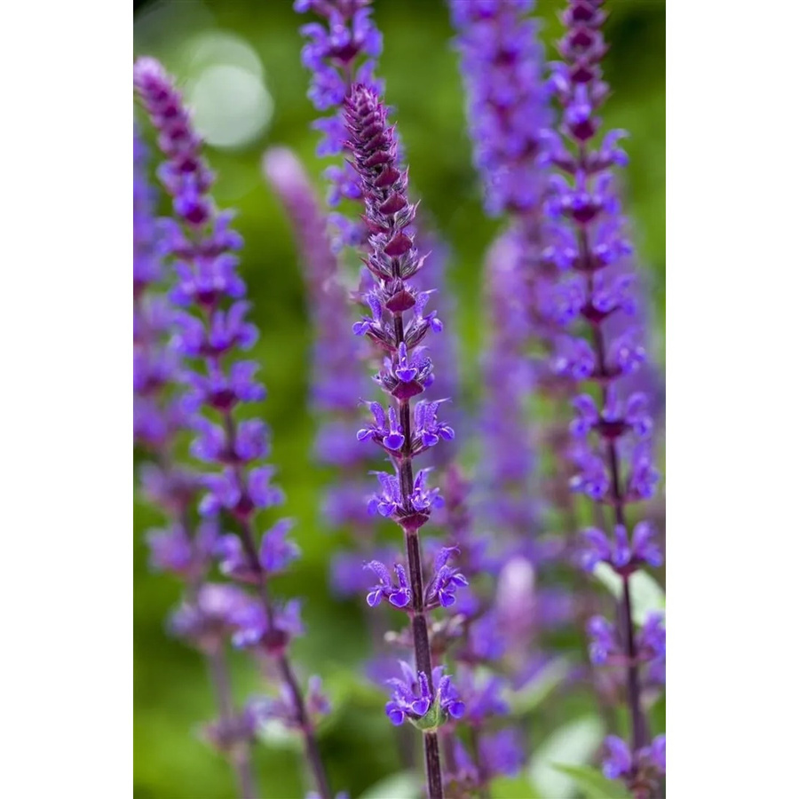 Salvia Nemorosa Caradonna Steppen-Salbei von Pflanzen für dich im 9x9 cm Topf - Bild 2