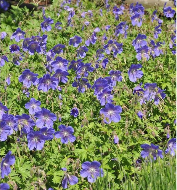 Wiesen-Storchschnabel Geranium pratense Spinners von Nr-01.de als mehrjährige Pflanze für Naturgärten und Wiesenflächen - Bild 1