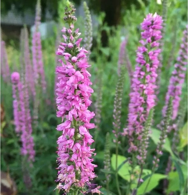 Polsterveronika Erika Veronica spicata blaue Staude für den Garten - Bild 1
