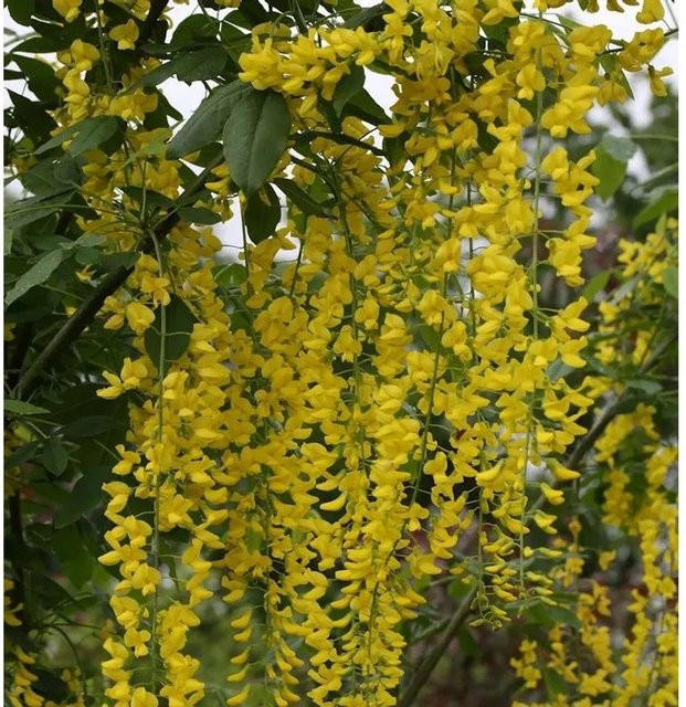 Laburnum watereri Vossii Goldregen Strauch, gelb, Höhe: 100-125 cm - Bild 1