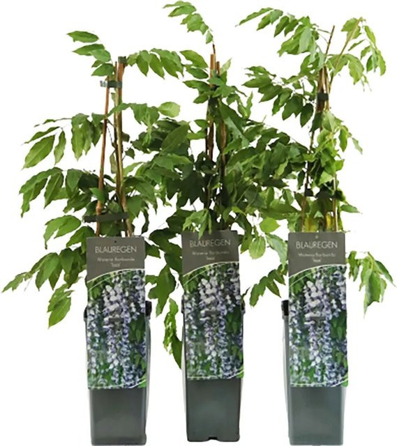 GROW by OBI Blauregen Issai Wisteria floribunda Kletterer, Höhe: 40 - 60 cm - Bild 1
