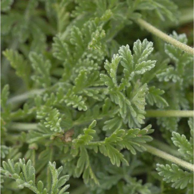 Wermut-Reiherschnabel Erodium absinthoides als mehrjährige Staude in verschiedenen Farben für den Staudengarten und Gehölzränder - Bild 1