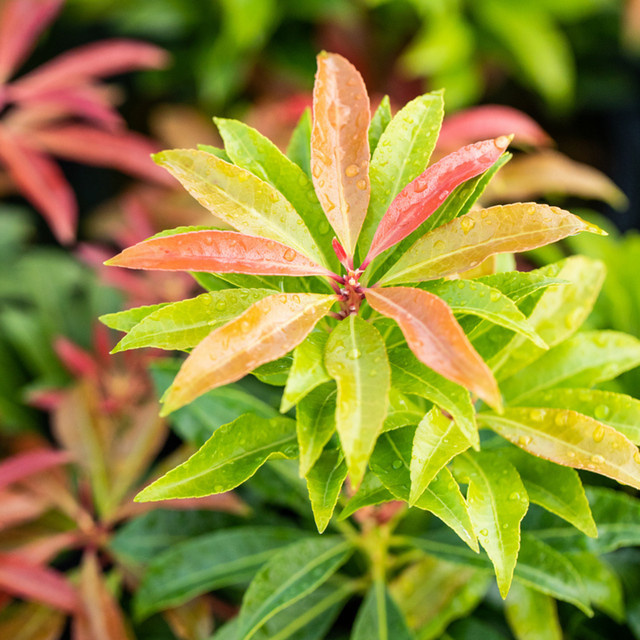Pieris Schattenglöckchen Mountain Fire im Topf, weiß/mehrfarbig - Bild 1