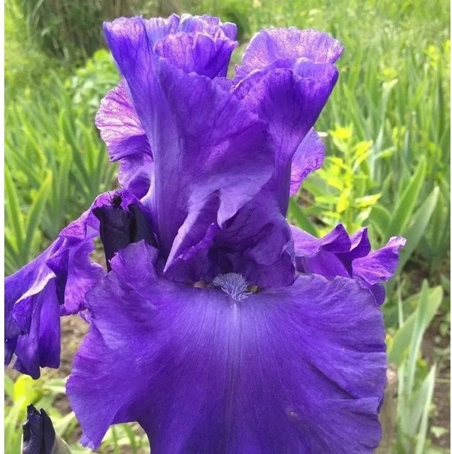 Schwertlilie Dusky Challenger Iris barbata als lila Beetpflanze - Bild 1