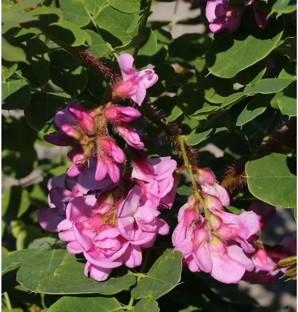 Robinia hispida Borstenakazie Macrophylla Strauch mit pink Blüten, Höhe: 100-125 cm - Bild 1