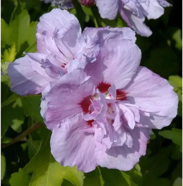 Hibiscus syriacus Eibisch Ardens Hochstamm Strauch in Purpurrot von Nr-01.de, Höhe: 60-80 cm - Bild 1
