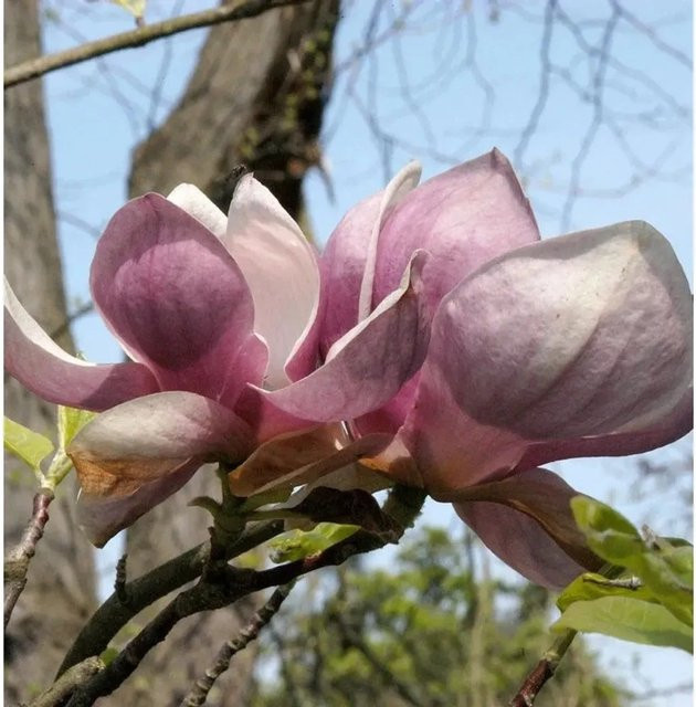 Magnolia soulangiana Rustica Rubra pink Strauch von Nr-01.de, Höhe: 100-125 cm - Bild 1