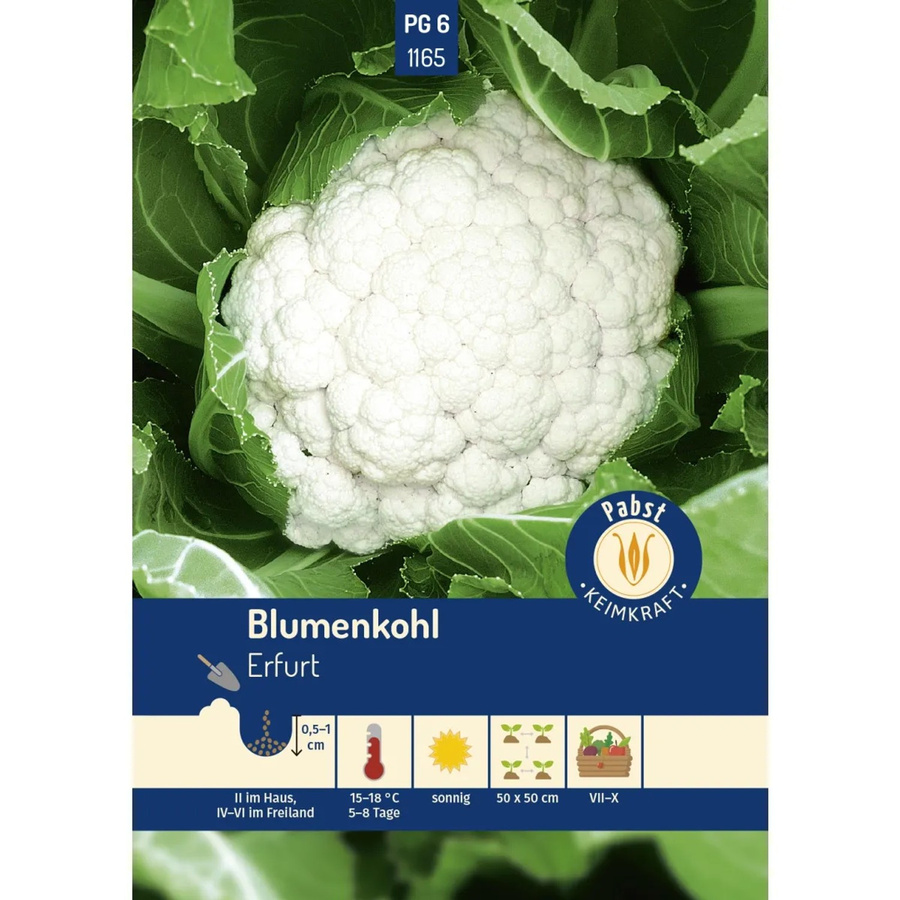 Pabst Keimkraft Blumenkohl Saatgut für Frühjahr und Sommer - Bild 2