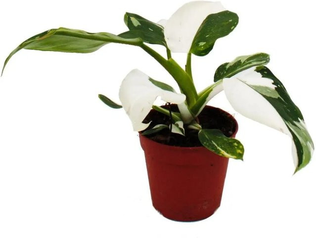 Exotenherz Philodendron White Princess Weißgrüner Baumfreund im 12cm Topf - Bild 1