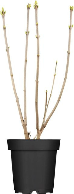 OBI Edelflieder Syringa Mme Lemoine Weiß im Topf, Höhe: 40 - 60 cm - Bild 1