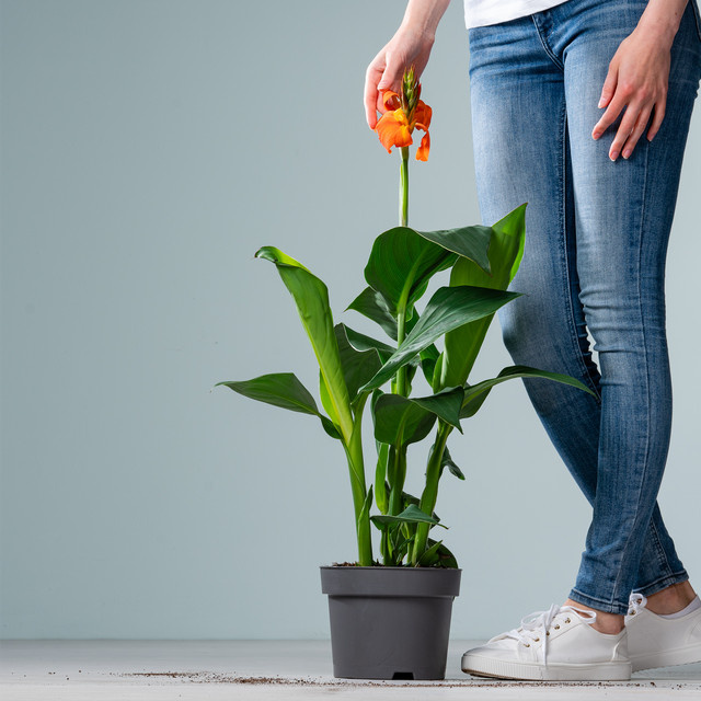 Canna Indica Orange von BLUME2000 – Mehrjährige Zierpflanze für Garten, Balkon und Terrasse - Bild 1
